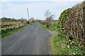 Hedge along Drumlester Road