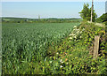 Cereal crop by the A3072