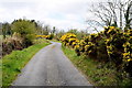 Whins along Lettercarn Road