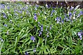 Bluebells on Malvern Common