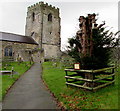 Pollarded tree alongside the path to Hope Parish Church, Flintshire