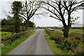 Trees along Mullaghmena Park Road