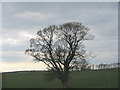 NT0643 : Old Sycamore at Elsrickle by M J Richardson
