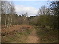 Forest track north east of Rainworth (2)