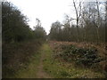 Forest path north east of Rainworth (1)