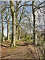 Tree-lined footpath