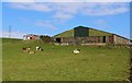 Alpacas in field