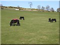 Ponies at Butterwick