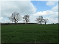 Trees on a field boundary near Bridge House