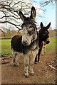 Donkeys at St Ronan