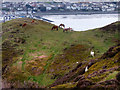 Ponies on Conwy Mountain