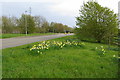 Daffodils by the Cheddington crossroads