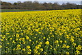 Oilseed rape field south of Pitton Lodge