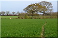 Path between two trees