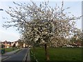 Spring blossom in Roe Green Park