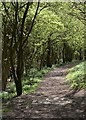 Footpath down The Binn