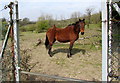 Horse on a public footpath, Princetown