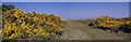 NX4303 : Ayres Nature Reserve Panorama by Glyn Baker