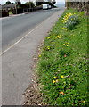 Bank of daffodils in Princetown