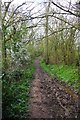 Geopark Way passing through a wood near Kinlet, Shrops