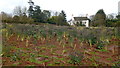 Vegetable fields at Northampton, 1