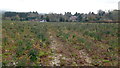 Vegetable fields at Northampton, 2