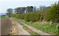 Hedge alongside farm road