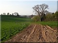 A muddy track, Wixhill