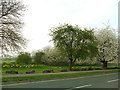 Greenery alongside Cottingley drive