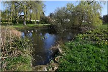 TQ0343 : Shamley Green: Pond in Woodhill Lane by Michael Garlick