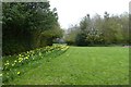 Daffodils in Festival Park