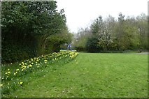 NS5664 : Daffodils in Festival Park by DS Pugh