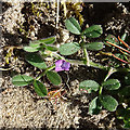 Spring Vetch (Vicia lathyroides)