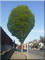 Tree on The Vale, Golders Green