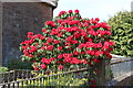 Rhododendron in Flower, Torthorwald