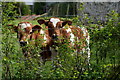 H2279 : Calves behind a wire fence, Leitrim by Kenneth  Allen