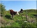 Cattle beside the Leeds and Liverpool Canal