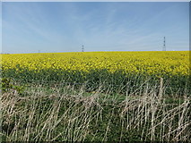 SE9139 : Power lines and Rape seed on Sancton Wold by David Brown