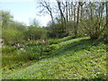 Pond in Kiln Wood, near Lenham