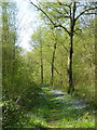 Kiln Wood, near Lenham