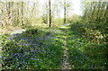 Path in Kiln Wood, near Lenham