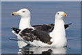 NJ1770 : Great Black-backed Gull (Larus marinus) by Des Colhoun