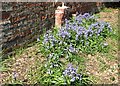 Bluebells by the entrance to Rosary Cemetery