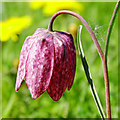 SU0994 : Snake's head fritillary, North Meadow National Nature Reserve, Cricklade by Brian Robert Marshall