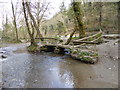 Ladyvale Bridge in Cardinham Woods