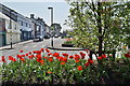 Poppies, Irvinestown