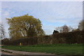 Willow tree by Lechlade Road, Buscot