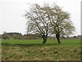 Two Beeches near Whitecastle