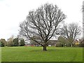 Solitary tree in public open space