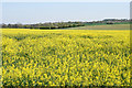 Oil seed rape near Sutton Coldfield